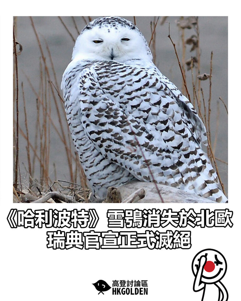 【《哈利波特》雪鴞消失於北歐 瑞典官宣正式滅絕】