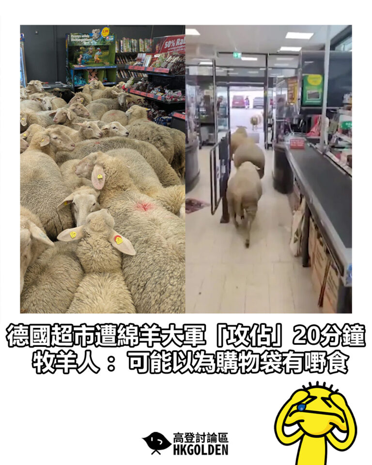 【德國超市遭綿羊大軍「攻佔」20分鐘 牧羊人：可能以為購物袋有嘢食】