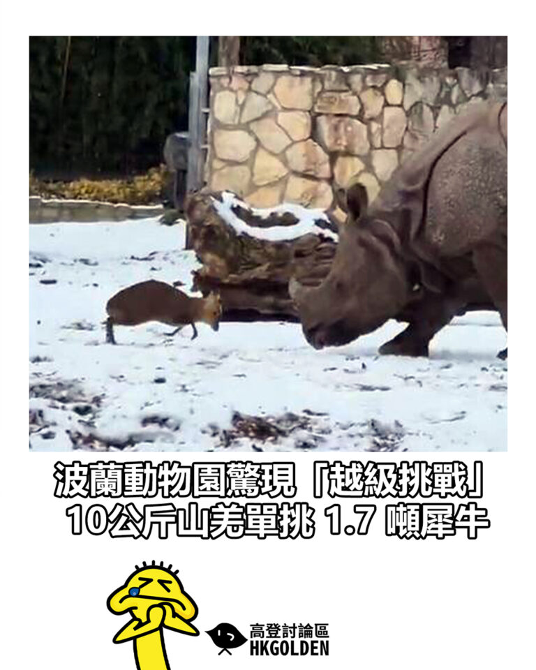 【波蘭動物園驚現「越級挑戰」 10公斤山羌單挑 1.7 噸犀牛】