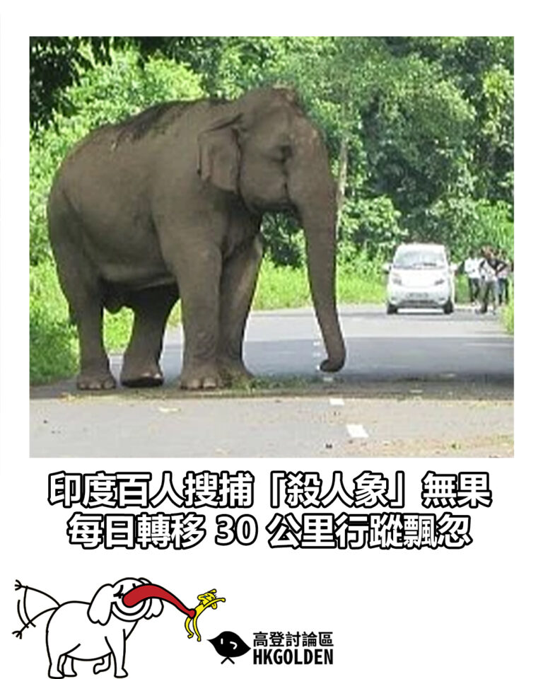 【印度百人搜捕「殺人象」無果  每日轉移 30 公里行蹤飄忽】