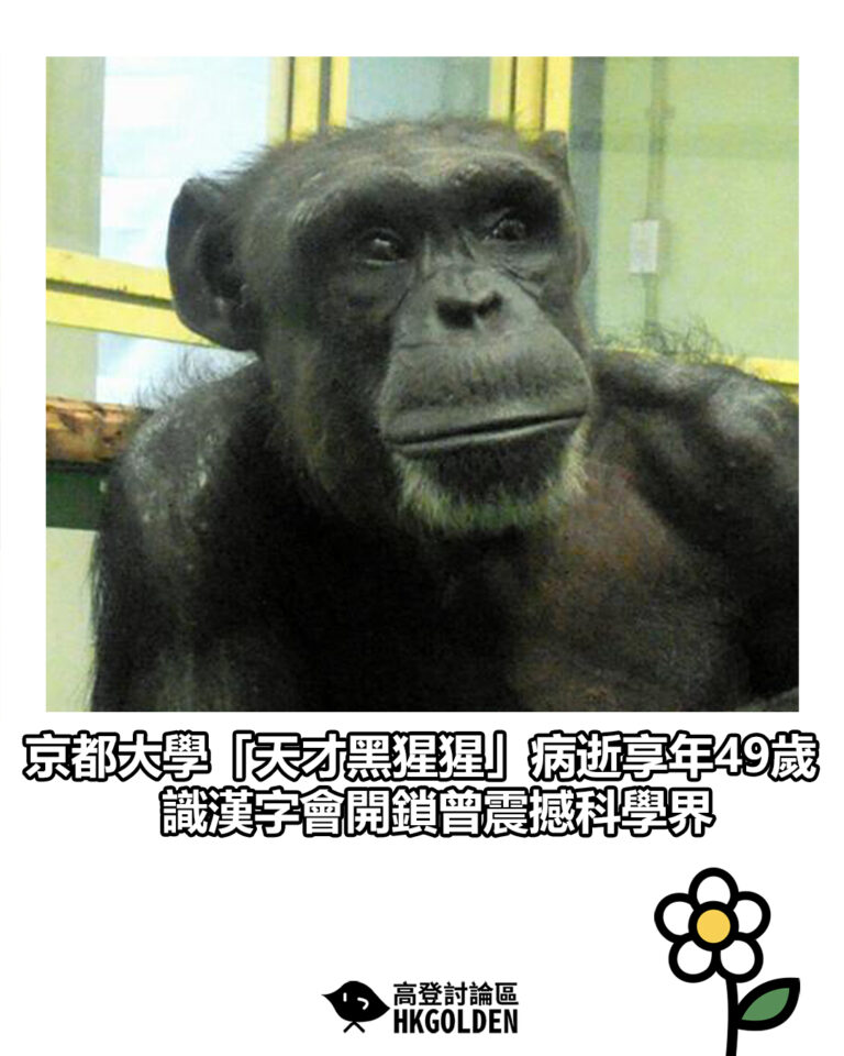 【京都大學「天才黑猩猩」病逝享年49歲 識漢字會開鎖曾震撼科學界】