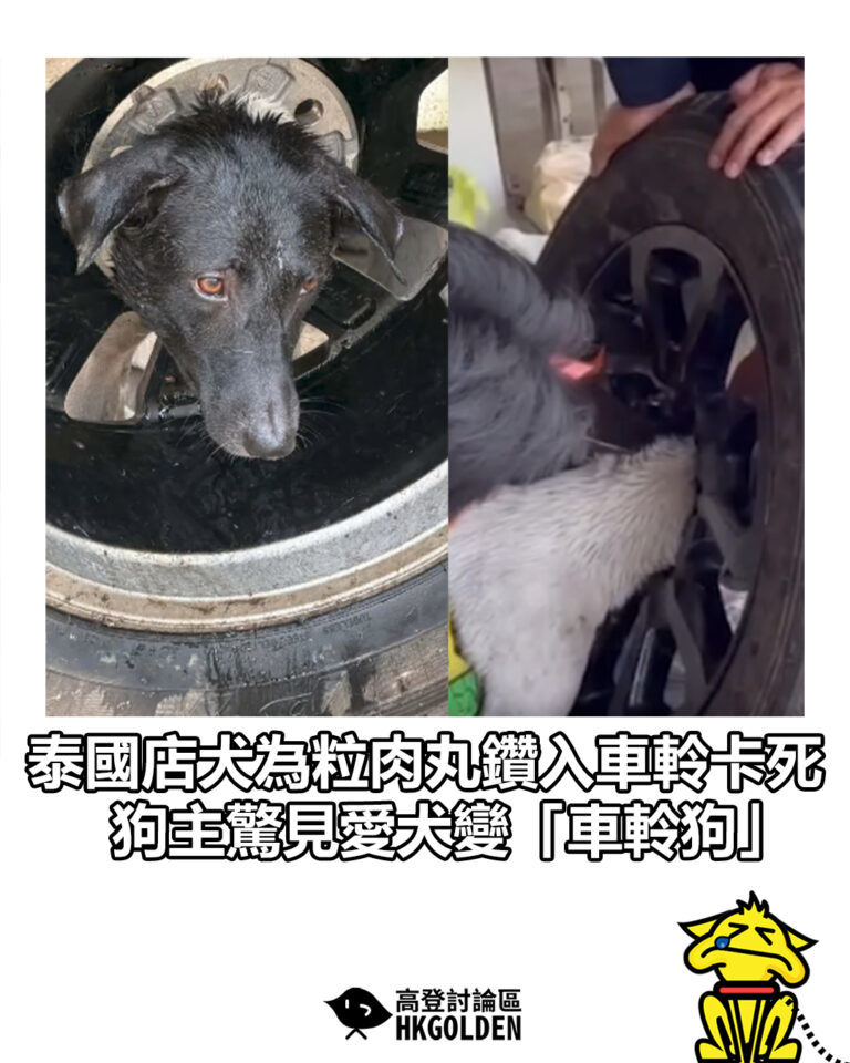 【泰國店犬為粒肉丸鑽入車軨卡死 狗主驚見愛犬變「車軨狗」】
