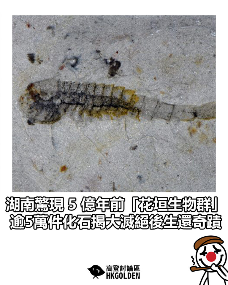 【湖南驚現 5 億年前「花垣生物群」 逾5萬件化石揭大滅絕後生還奇蹟】