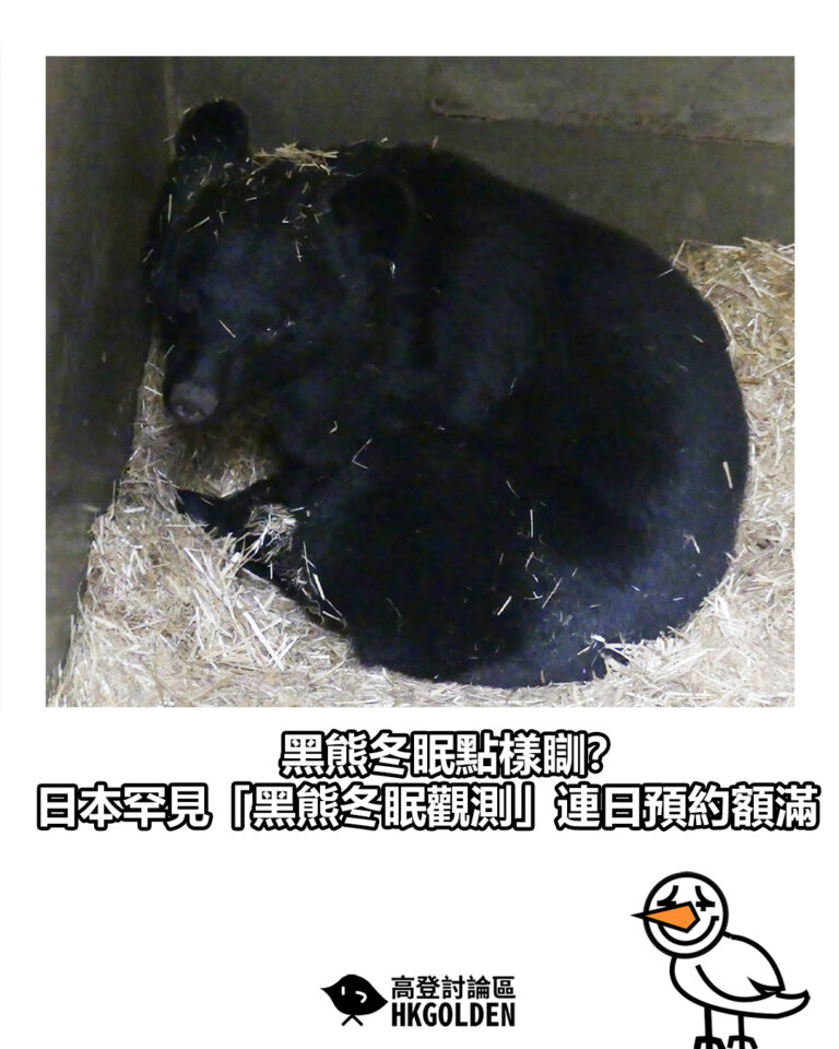 【黑熊冬眠點樣瞓？ 日本罕見「黑熊冬眠觀測」連日預約額滿】