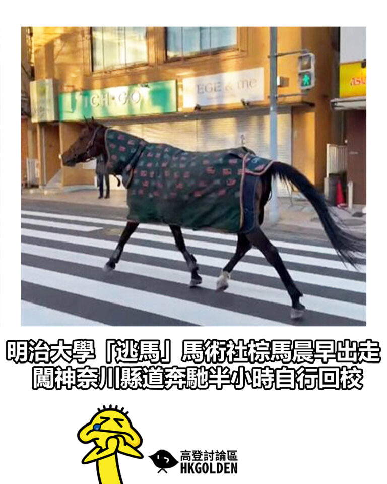 【明治大學「逃馬」馬術社棕馬晨早出走 闖神奈川縣道奔馳半小時自行回校】