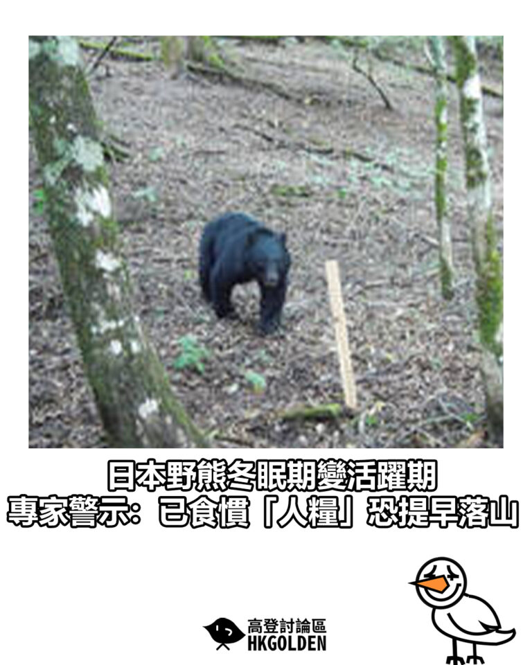 【日本野熊冬眠期變活躍期   專家警示：已食慣「人糧」恐提早落山】