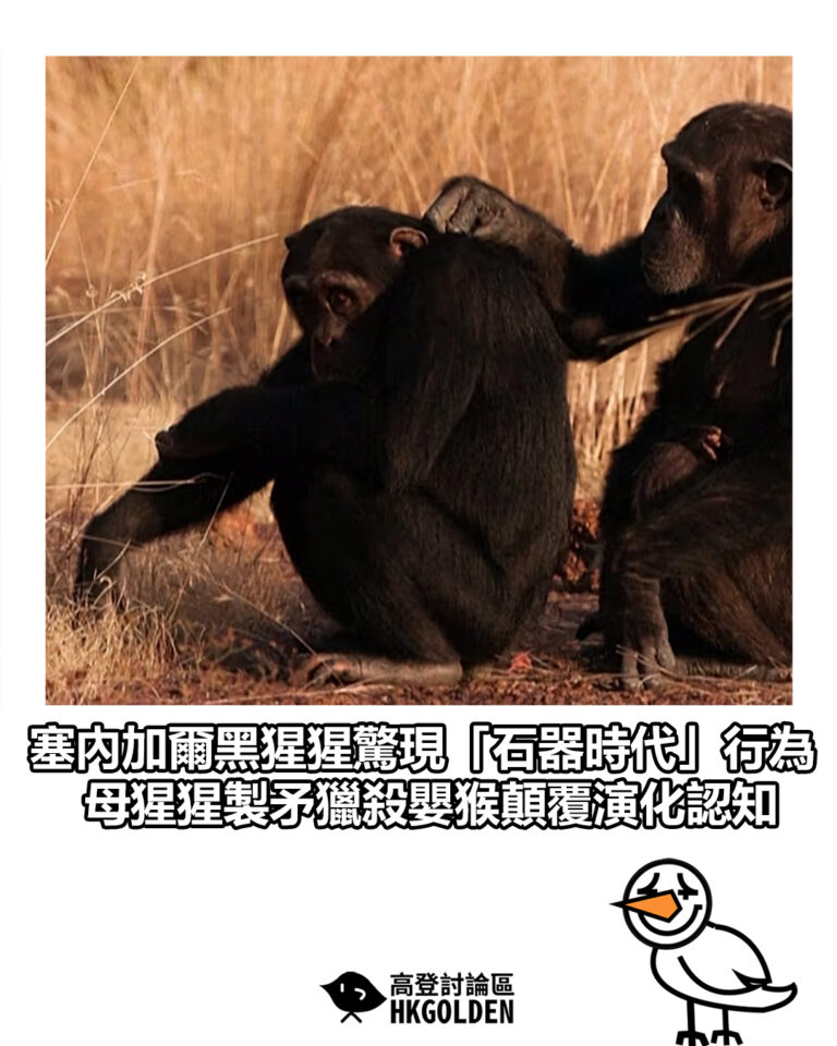 【塞內加爾黑猩猩驚現「石器時代」行為  母猩猩製矛獵殺嬰猴顛覆演化認知】