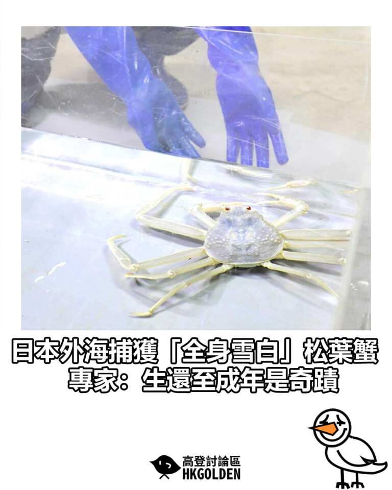 【日本外海捕獲「全身雪白」松葉蟹 專家：生還至成年是奇蹟】
