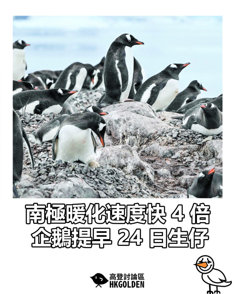 【南極暖化速度快 4 倍  企鵝提早 24 日生仔】