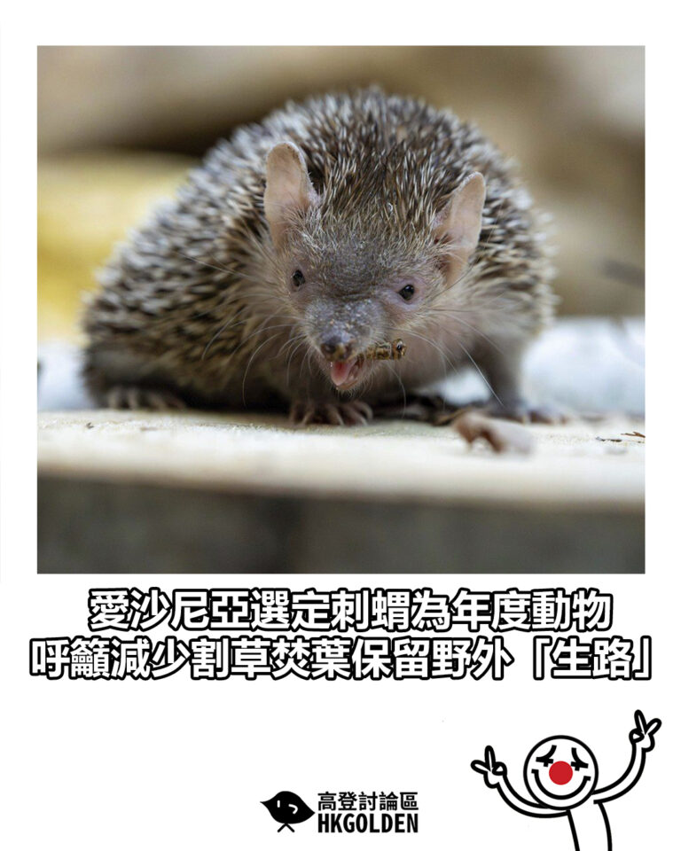 【愛沙尼亞選定刺蝟為年度動物 呼籲減少割草焚葉保留野外「生路」】
