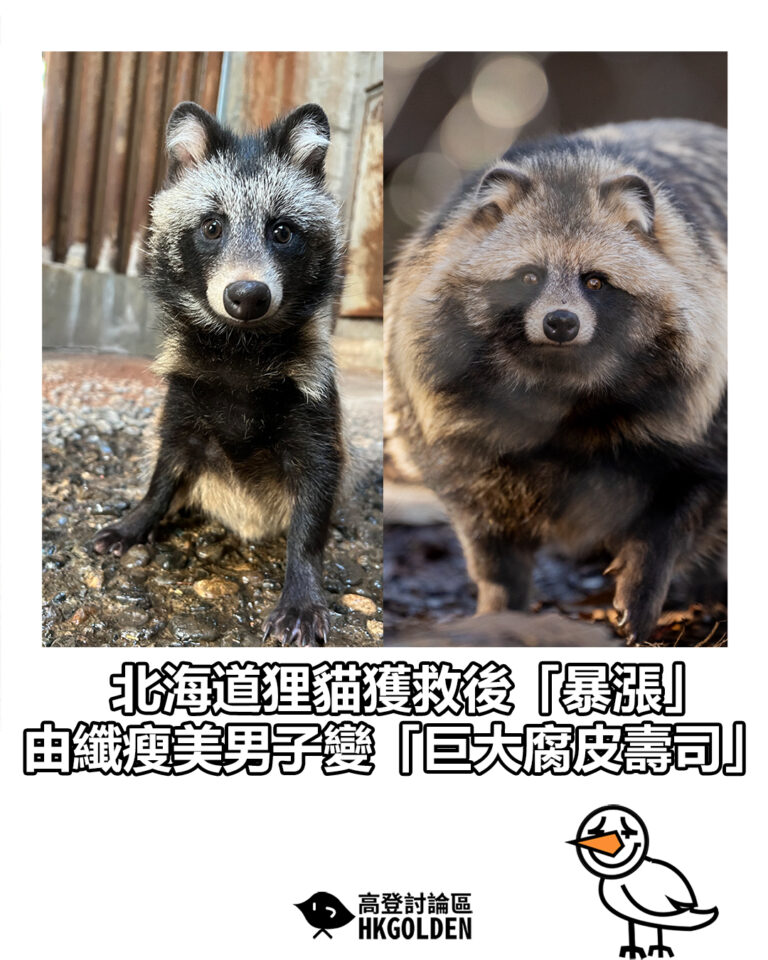 【北海道狸貓獲救後「暴漲」  由纖瘦美男子變「巨大腐皮壽司」】