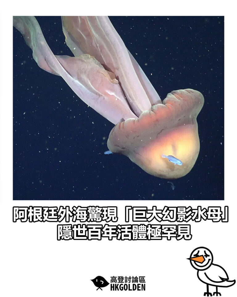【阿根廷外海驚現「巨大幻影水母」 隱世百年活體極罕見】