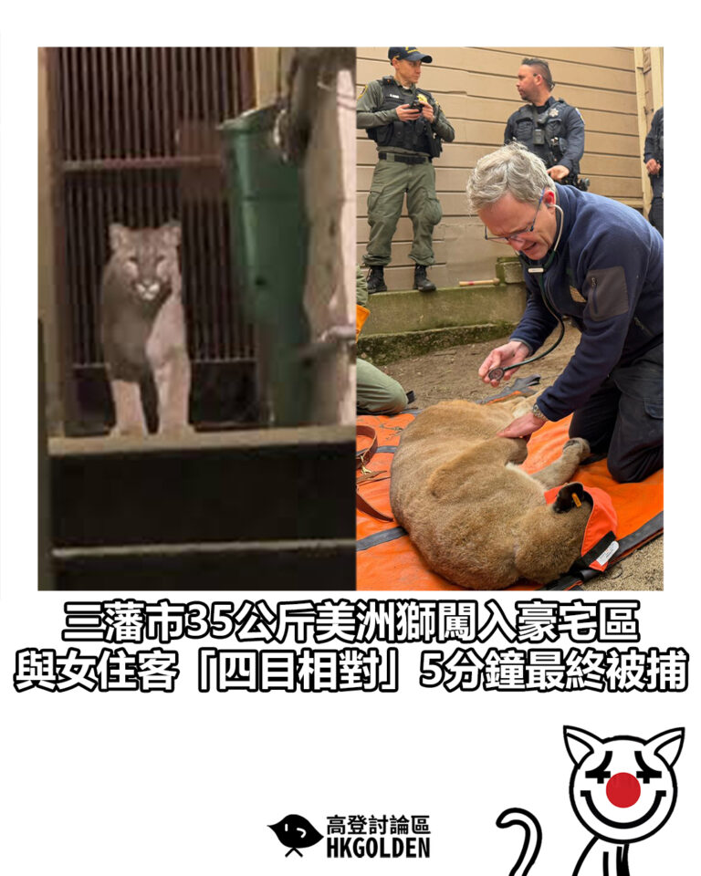 【三藩市35公斤美洲獅闖入豪宅區 與女住客「四目相對」5分鐘最終被捕】