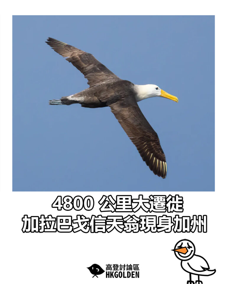 【4800 公里大遷徙  加拉巴戈信天翁現身加州】