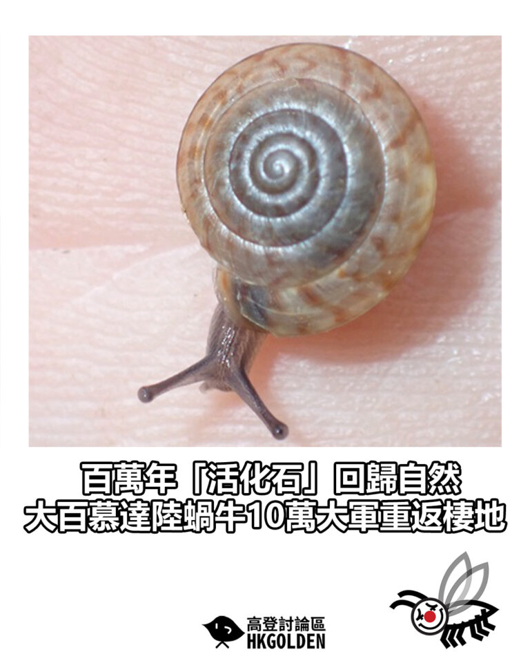 【百萬年「活化石」回歸自然  大百慕達陸蝸牛10萬大軍重返棲地】