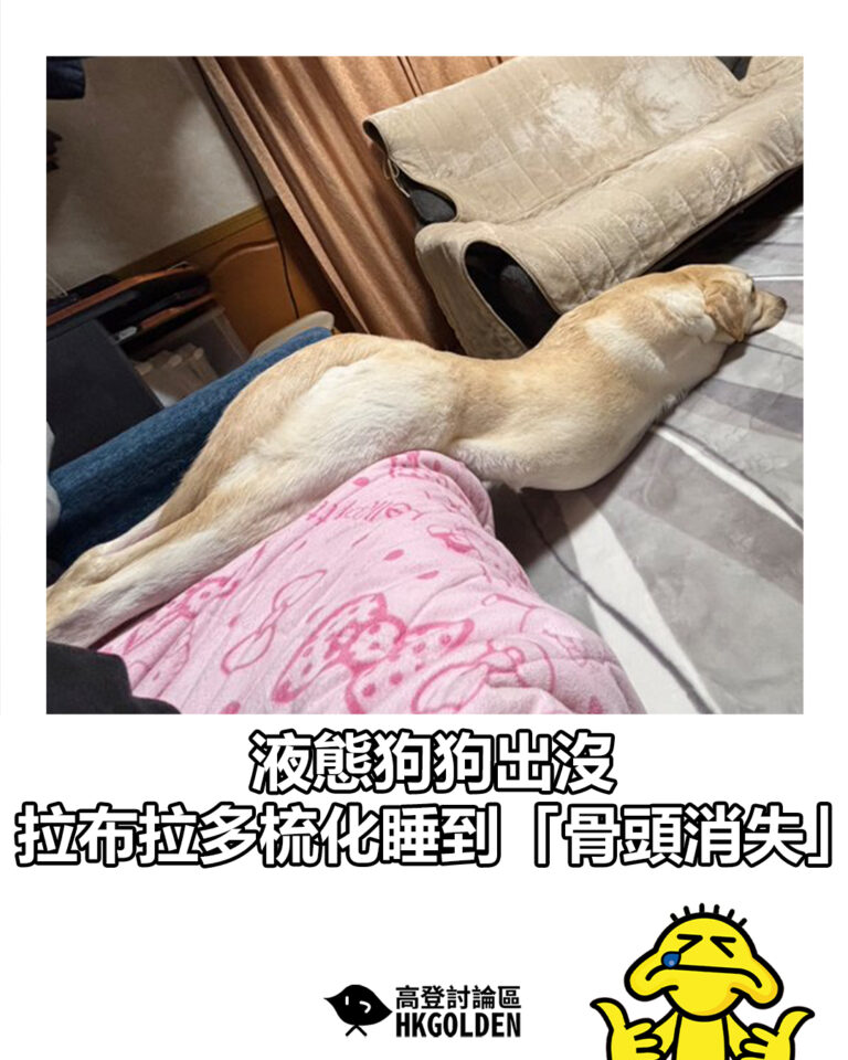 【液態狗狗出沒  拉布拉多梳化睡到「骨頭消失」】