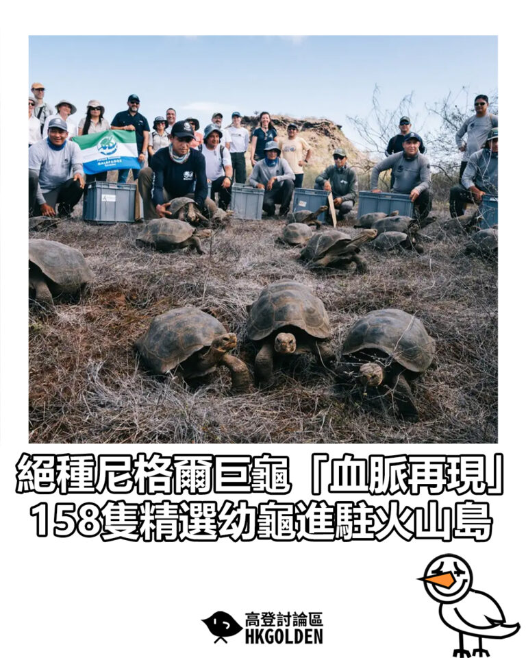 【絕種尼格爾巨龜「血脈再現」 158隻精選幼龜進駐火山島】