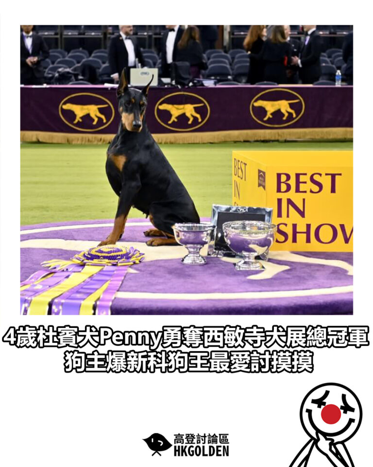 【4歲杜賓犬Penny勇奪西敏寺犬展總冠軍 狗主爆新科狗王最愛討摸摸】