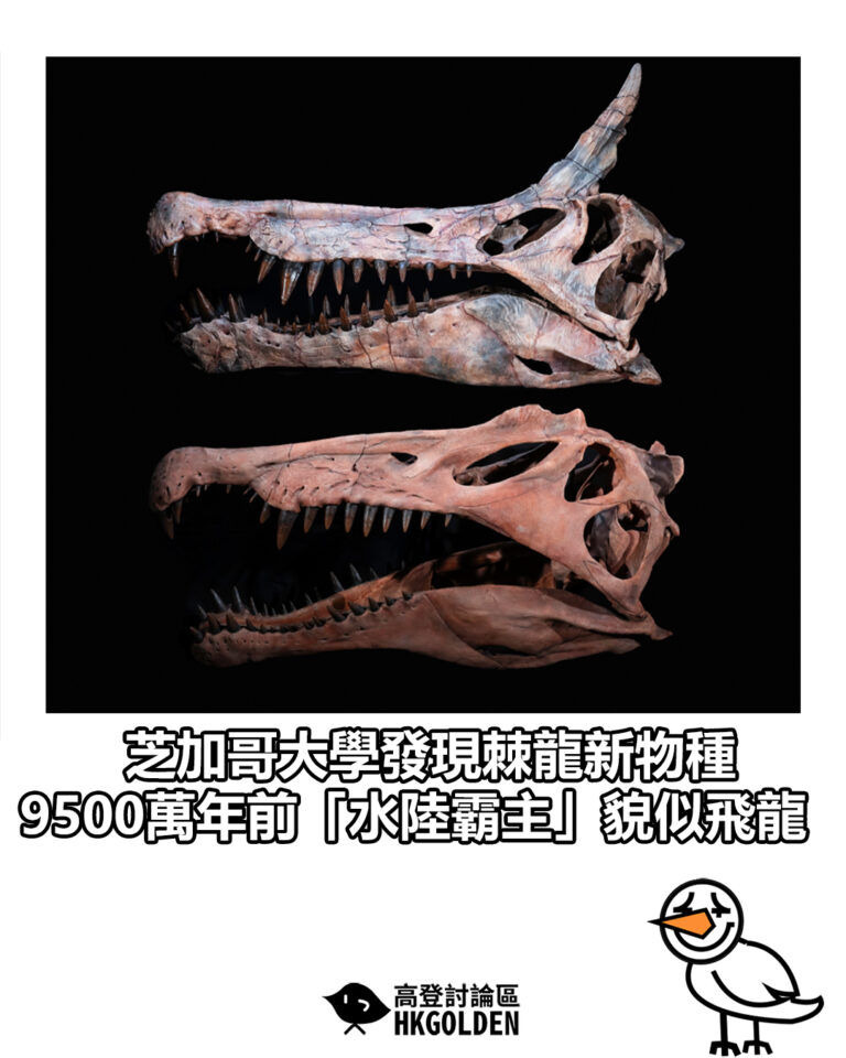 【芝加哥大學發現棘龍新物種 9500萬年前「水陸霸主」貌似飛龍】