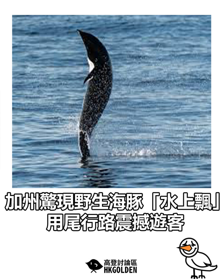 【加州驚現野生海豚「水上飄」 用尾行路震撼遊客】