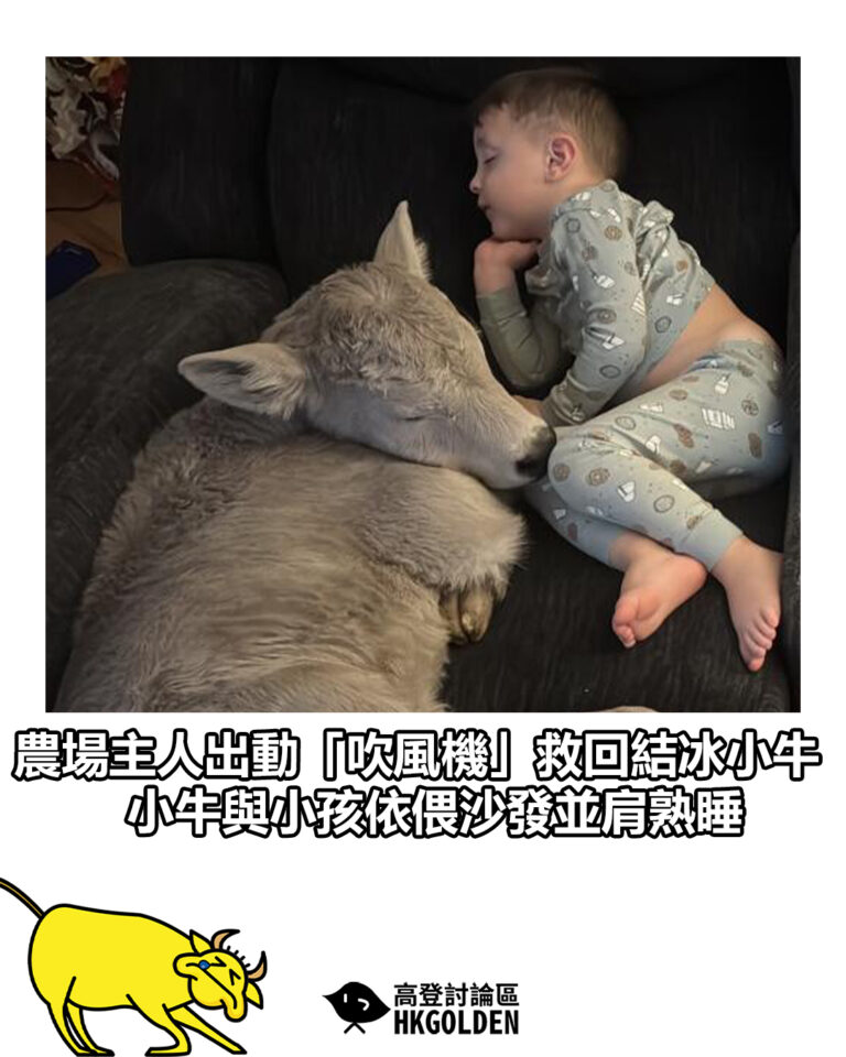 【農場主人出動「吹風機」救回結冰小牛 小牛與小孩依偎沙發並肩熟睡】