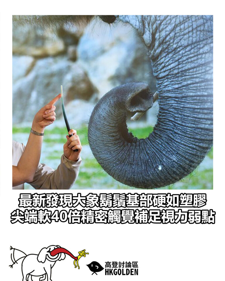 【最新發現大象鬍鬚基部硬如塑膠  尖端軟40倍精密觸覺補足視力弱點】