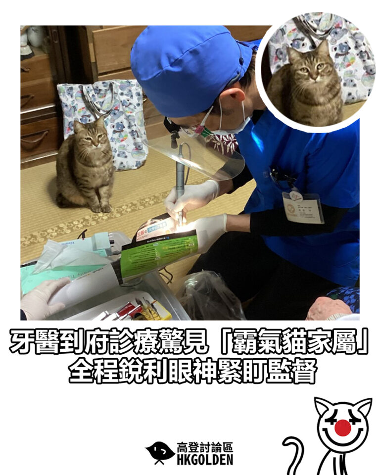 【牙醫到府診療驚見「霸氣貓家屬」 全程銳利眼神緊盯監督】