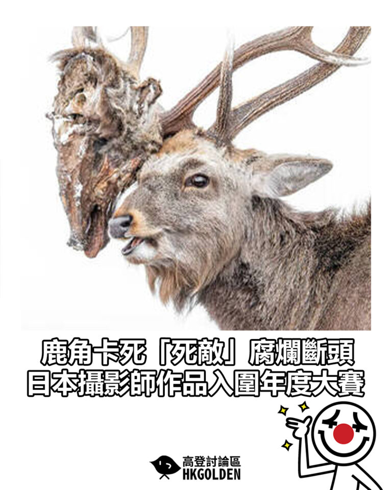 【鹿角卡死「死敵」腐爛斷頭  日本攝影師作品入圍年度大賽】