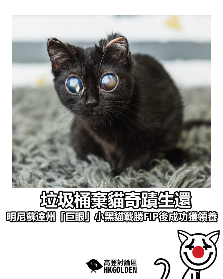 【垃圾桶棄貓奇蹟生還 明尼蘇達州「巨眼」小黑貓戰勝FIP後成功獲領養】