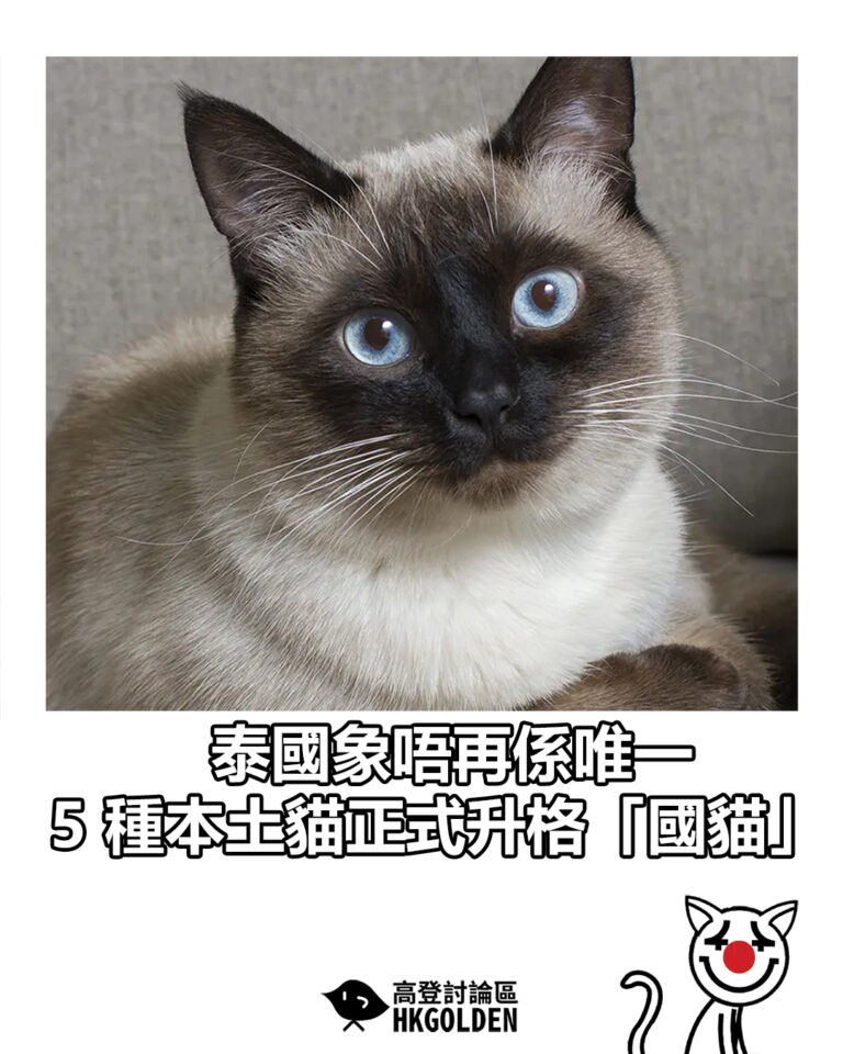 【泰國象唔再係唯一   5 種本土貓正式升格「國貓」】