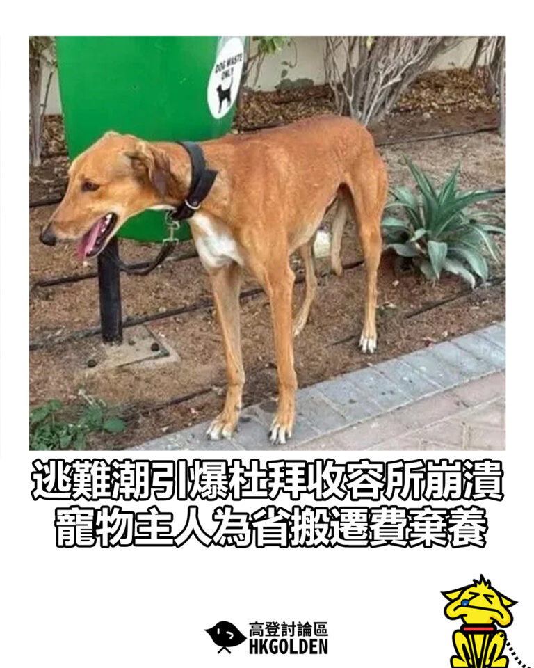 【逃難潮引爆杜拜收容所崩潰  寵物主人為省搬遷費棄養】