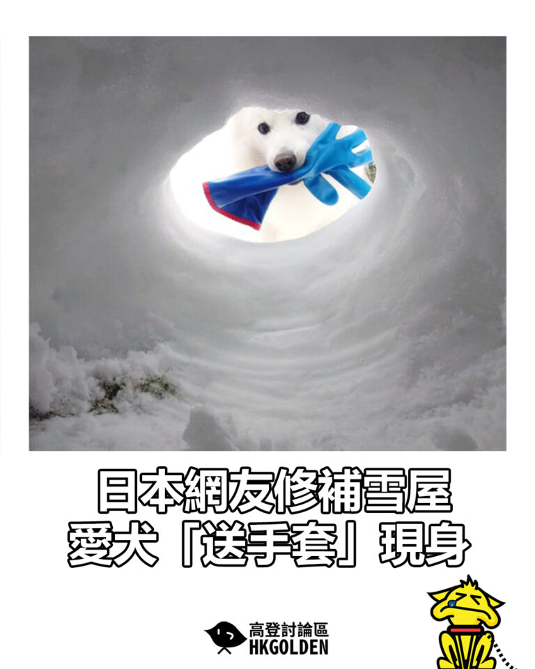 【日本網友修補雪屋 愛犬「送手套」現身】