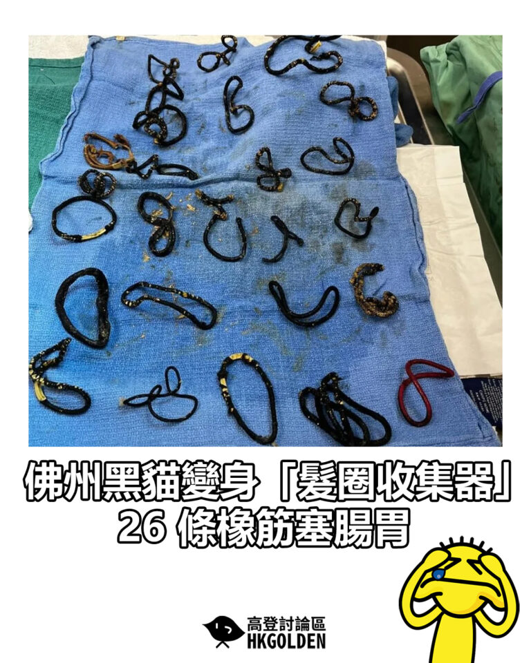 【佛州黑貓變身「髮圈收集器」 26 條橡筋塞腸胃】