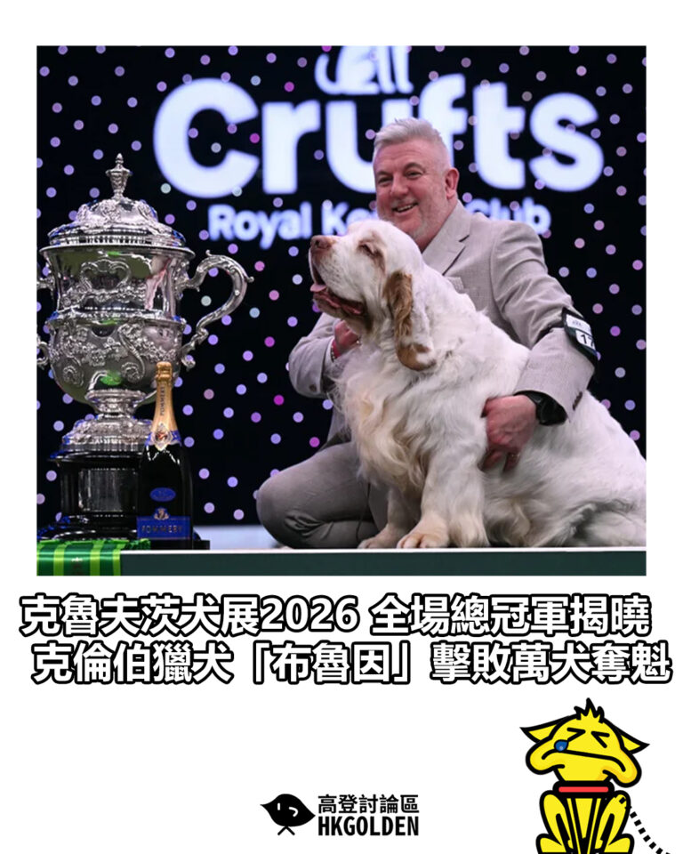 【克魯夫茨犬展2026 全場總冠軍揭曉  克倫伯獵犬「布魯因」擊敗萬犬奪魁】