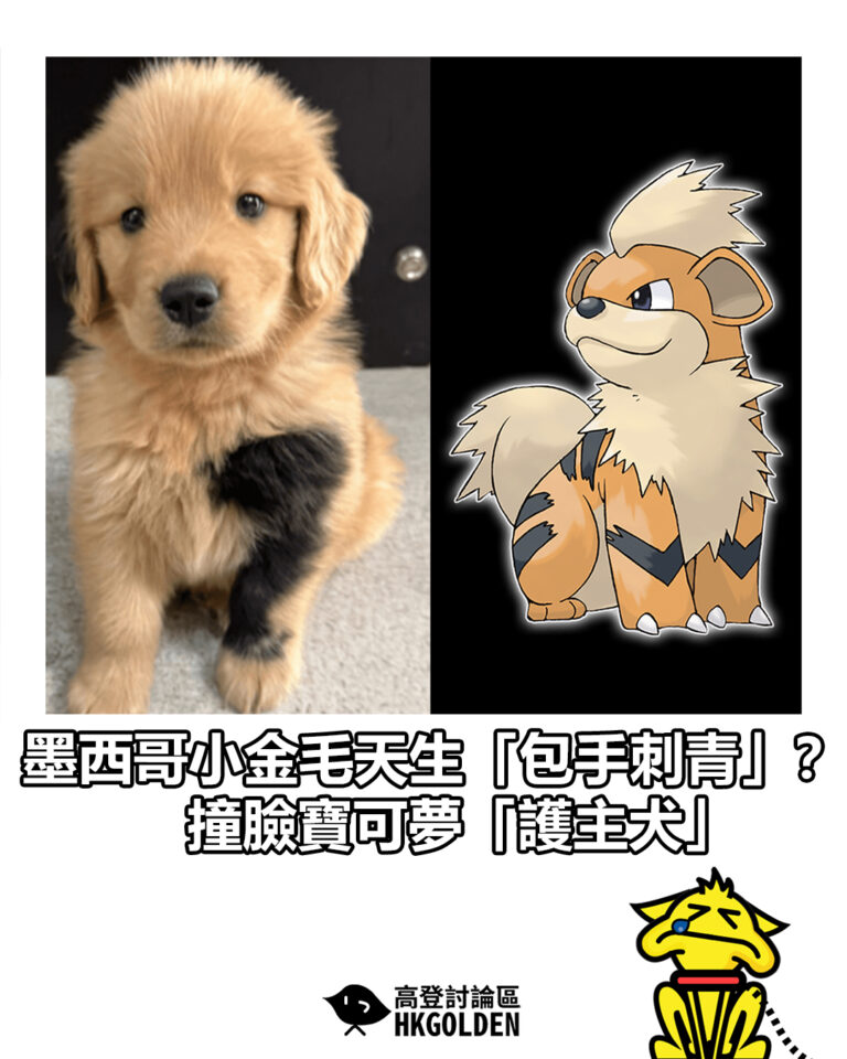 【墨西哥小金毛天生「包手刺青」？ 撞臉寶可夢「護主犬」】