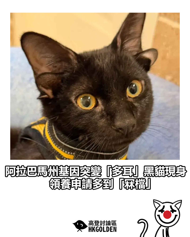 【阿拉巴馬州基因突變「多耳」黑貓現身  領養申請多到「冧檔」】