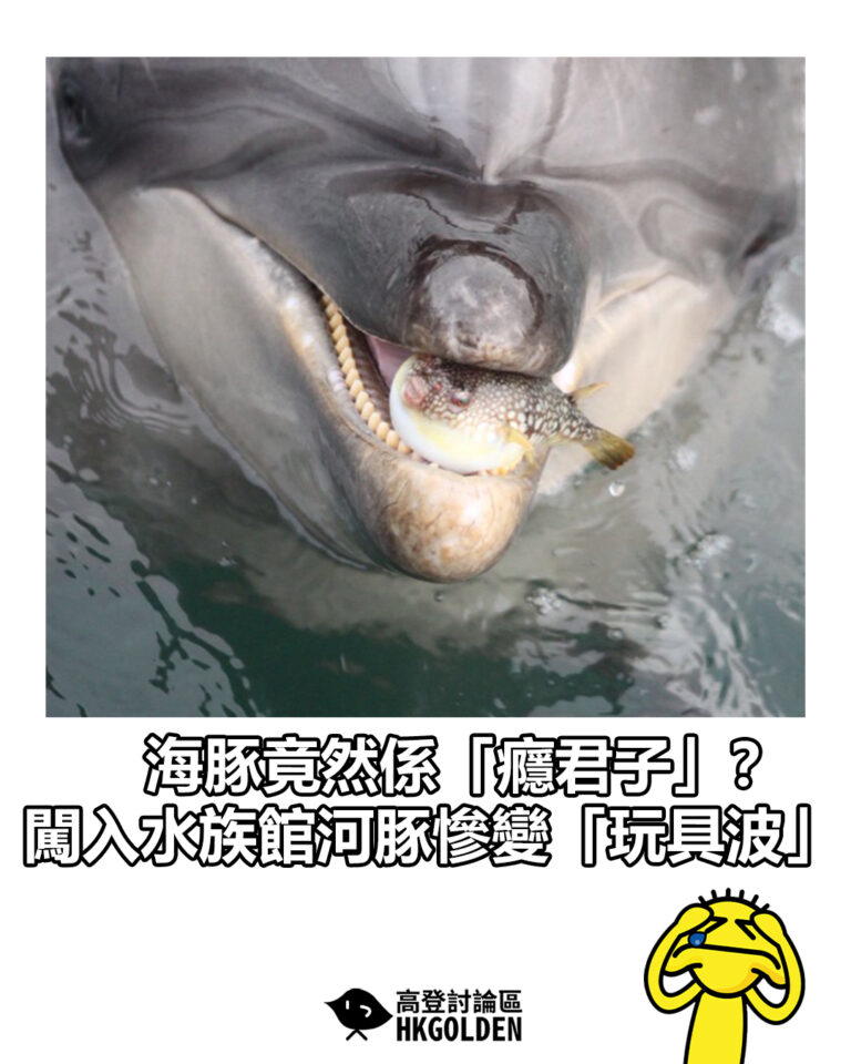 【海豚竟然係「癮君子」？ 闖入水族館河豚慘變「玩具波」】