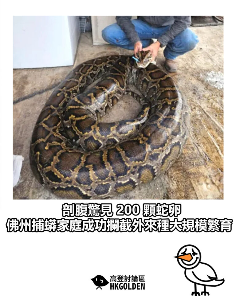 【剖腹驚見 200 顆蛇卵  佛州捕蟒家庭成功攔截外來種大規模繁育】