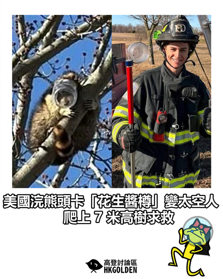 【美國浣熊頭卡「花生醬樽」變太空人   爬上 7 米高樹求救】