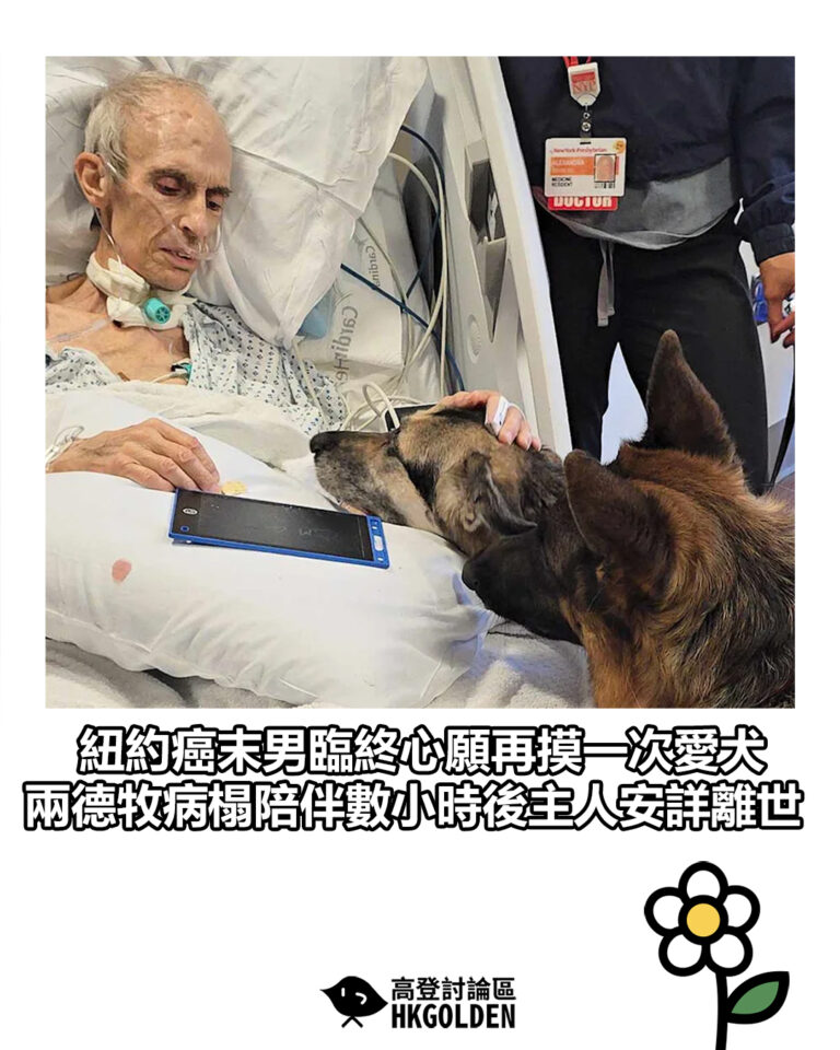 【紐約癌末男臨終心願再摸一次愛犬 兩德牧病榻陪伴數小時後主人安詳離世】