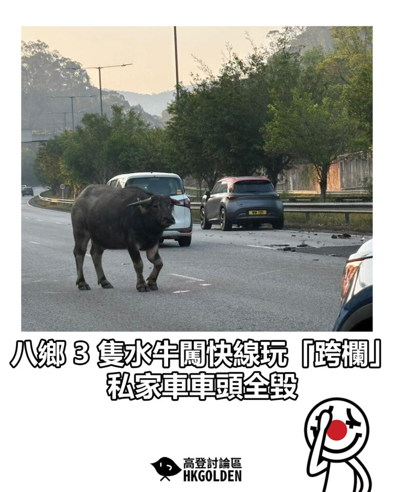 【八鄉 3 隻水牛闖快線玩「跨欄」！ 私家車車頭全毀】