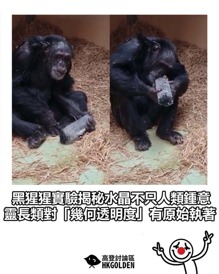 【黑猩猩實驗揭秘水晶不只人類鍾意 靈長類對「幾何透明度」有原始執著】