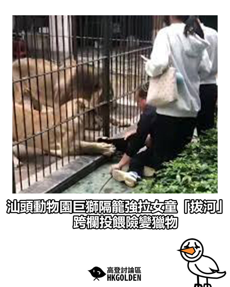【汕頭動物園巨獅隔籠強拉女童「拔河」 跨欄投餵險變獵物】