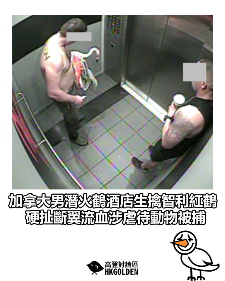 【加拿大男潛火鶴酒店生擒智利紅鶴 硬扯斷翼流血涉虐待動物被捕】