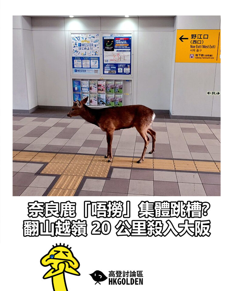 【奈良鹿「唔撈」集體跳槽？ 翻山越嶺 20 公里殺入大阪】