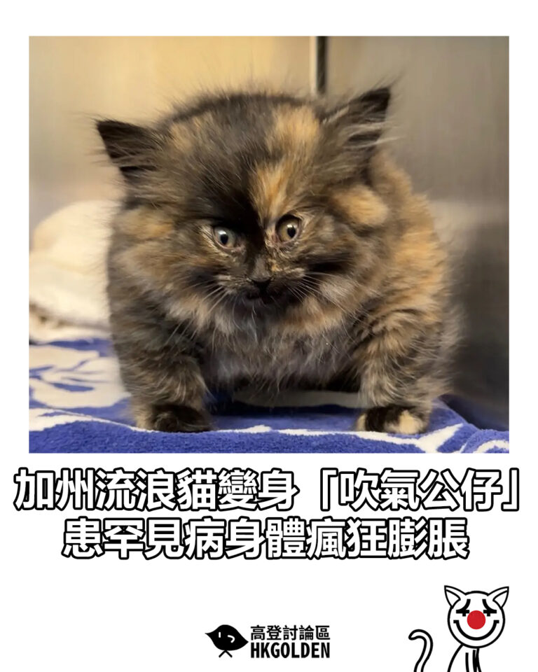 【加州流浪貓變身「吹氣公仔」  患罕見病身體瘋狂膨脹】