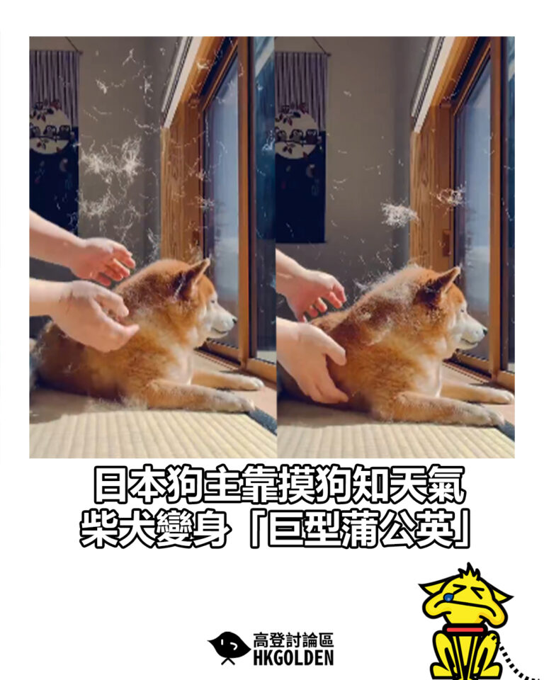 【日本狗主靠摸狗知天氣 柴犬變身「巨型蒲公英」】