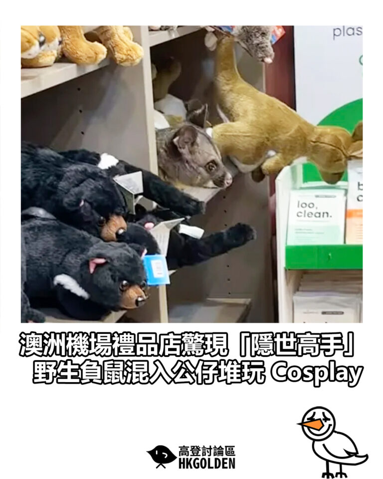 【澳洲機場禮品店驚現「隱世高手」  野生負鼠混入公仔堆玩 Cosplay】