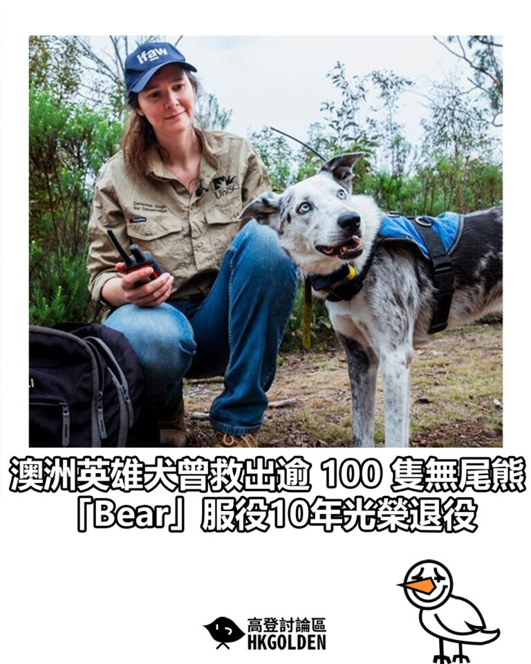 【澳洲英雄犬曾救出逾 100 隻無尾熊 「Bear」服役10年光榮退役】 【澳洲英雄犬曾救出逾 100 隻無尾熊 「Bear」服役10年光榮退役】