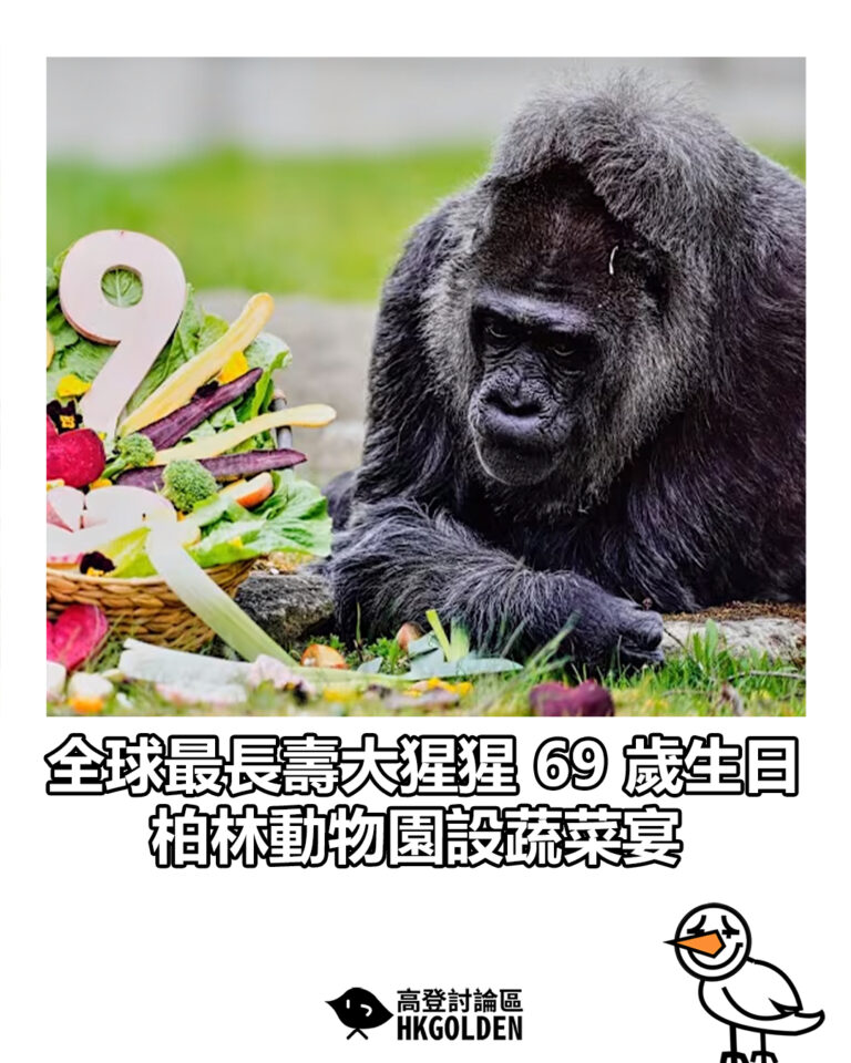 【全球最長壽大猩猩 69 歲生日 柏林動物園設蔬菜宴】 【全球最長壽大猩猩 69 歲生日 柏林動物園設蔬菜宴】